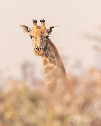 Nieuwsgierige giraffe in pastel | Natuurfotografie Wildlife Afrika