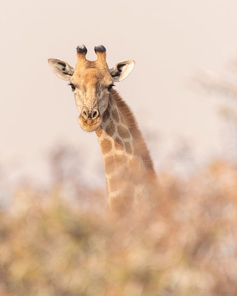 Nieuwsgierige giraffe in pastel | Natuurfotografie Wildlife Afrika van Monique Tekstra-van Lochem