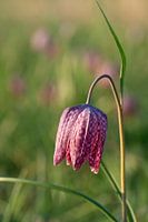 kievietsbloem