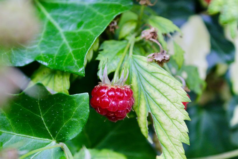 Raspberry by Debby Frijn