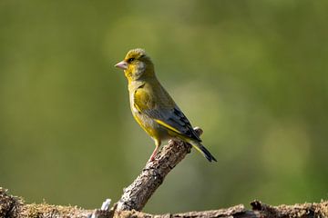 greenfinch