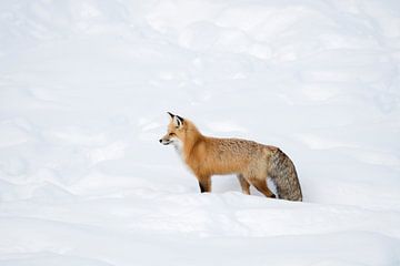 Vos, rode vos ( Vulpes vulpes ) in de winter, in vers gevallen sneeuw, Yellowstone NP, Wyoming, USA. van wunderbare Erde