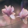 Ein Par de deux der Magnolien von Regina Steudte | photoGina