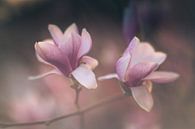 Ein Par de deux der Magnolien von Regina Steudte | photoGina Miniaturansicht