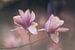 Een par de deux van magnolia's van Regina Steudte | photoGina