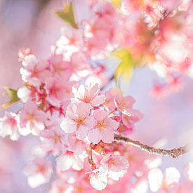 Sakura-Paradies von Angelique van Esch
