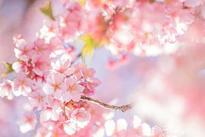 Sakura-Paradies von Angelique van Esch