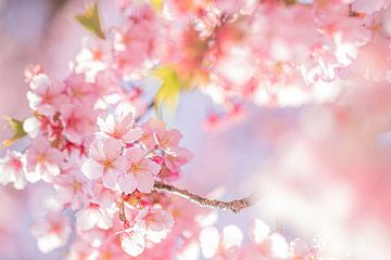 Sakura paradijs van Angelique van Esch