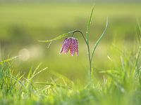 Fritillary after rain