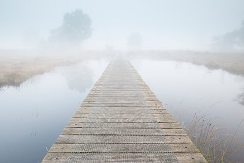In to the mist 