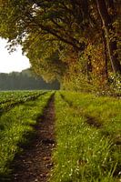 Pfad entlang des Waldes