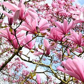 Magnolia in bloei van StudioMaria.nl