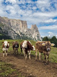 Kühe auf der Seiser Alm