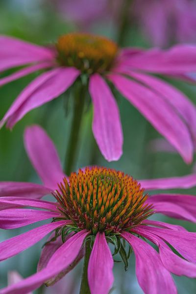 Purple sun hats by Ron Meijer Photo-Art