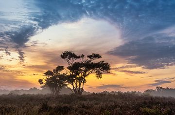 Tree Brilliance van Bart Hendrix