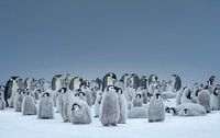 Pingouins empereurs dans la neige par Nature in Stock Aperçu