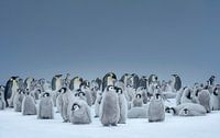 Kaiserpinguine im Schnee