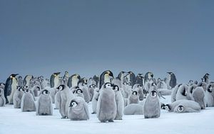 Emperor Penguin (Aptenodytes forsteri) colony by Nature in Stock