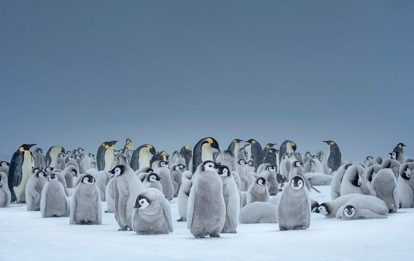 Pingouins empereurs dans la neige par Nature in Stock