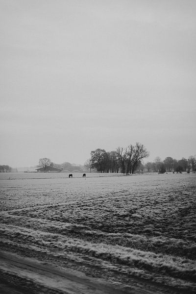 The fields of Daarle in winter cold by Holly Klein Oonk