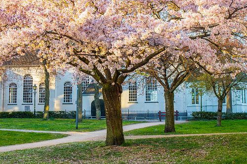 Blossom at the Old Church in Veenendaal