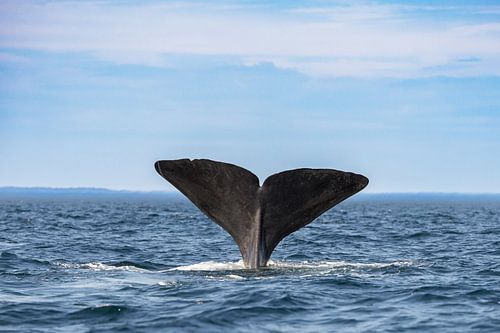 Queue de cachalot