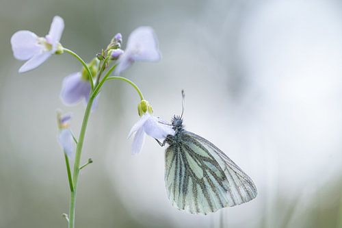 Weißschwanz auf einer Kuckucksblume