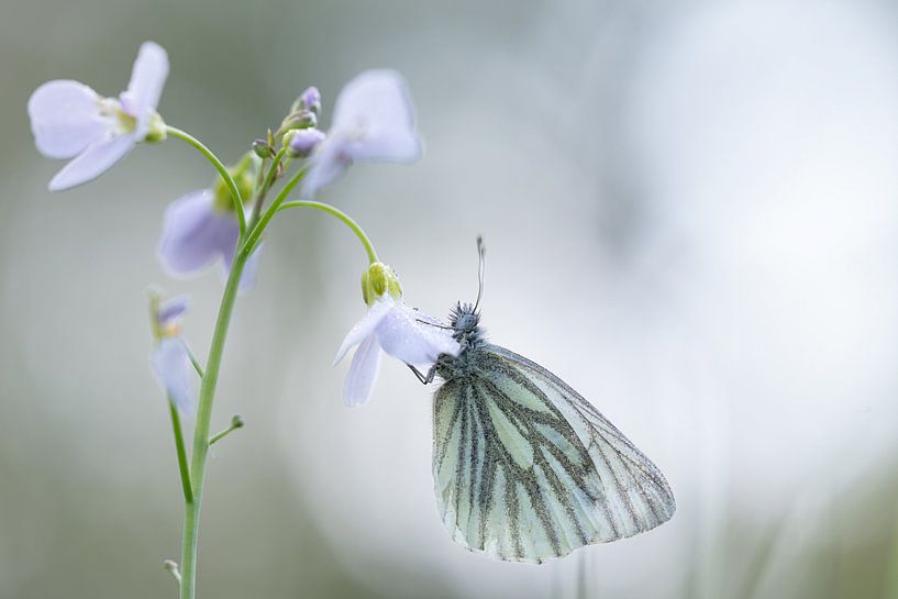 Whitetail on a cuckoo flower by Bé Poolman