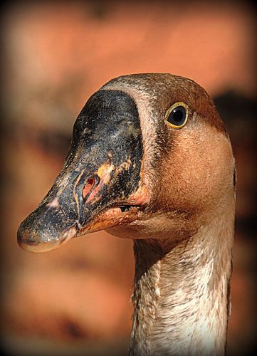 Gans sur Katharina Wieland Müller