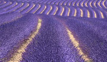 1902 Valensole II sur Adrien Hendrickx