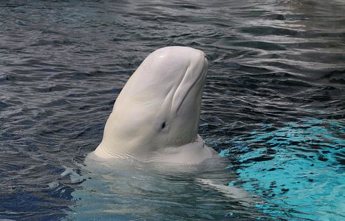 Witte walvis