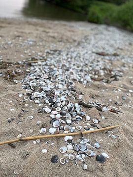 Schelpen aangespoeld op het zand. van Ferron Stasse