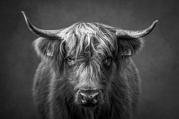 Schotse Hooglander: portret in zwart-wit van Marjolein van Middelkoop