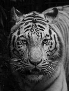 Weißer Tiger.