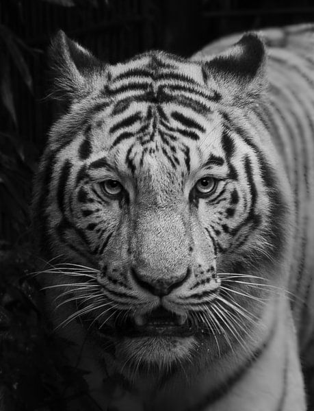 White tiger. by Wouter Van der Zwan