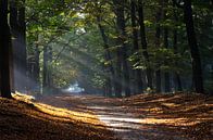 Zonnestralen door bomen in de herfst von Maurice Verschuur Miniaturansicht