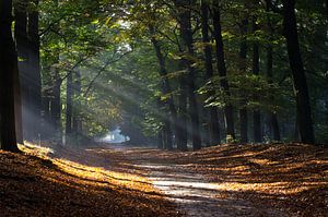 Zonnestralen door bomen in de herfst van Maurice Verschuur