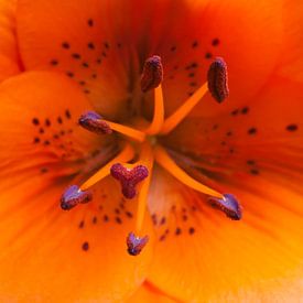 Orange Lily von HCR Fotografie