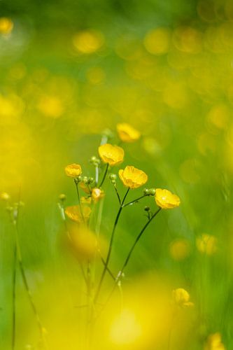 Boterbloem in het boterbloemenveld