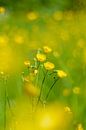 Boterbloem in het boterbloemenveld by Michel Geluk thumbnail