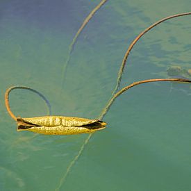 Feuille de nénuphar en hibernation sur MientjeBerkersPhotography