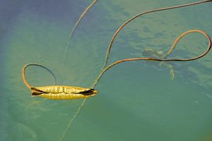 Feuille de nénuphar en hibernation