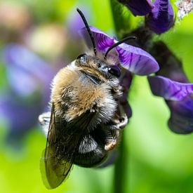 Close-up of a bumblebee on a flower by Photo Art Thomas Klee