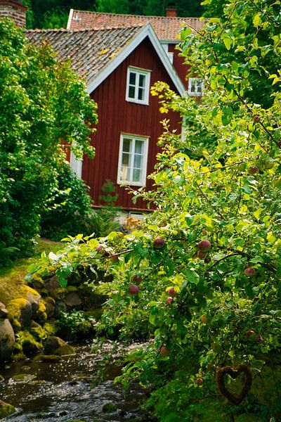 Fruit trees by a stream with a small bridge in front of a red wooden house in Sweden. by Martin Köbsch