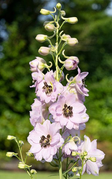 Hoher Rittersporn, Delphinium elatum von Alexander Ludwig