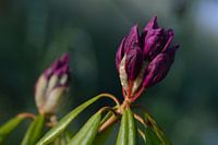 rhododendron beginnender violetter Knopf