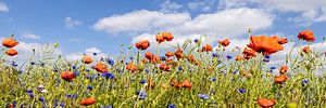 Mohnblumenfeld mit Kornblumen | Panorama