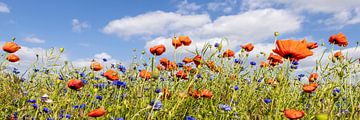 Champ de coquelicots avec bleuets | Panorama sur Melanie Viola