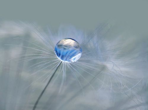 Doucement (Paardenbloempluisje met druppel)