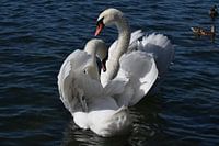 liefdes zwanen